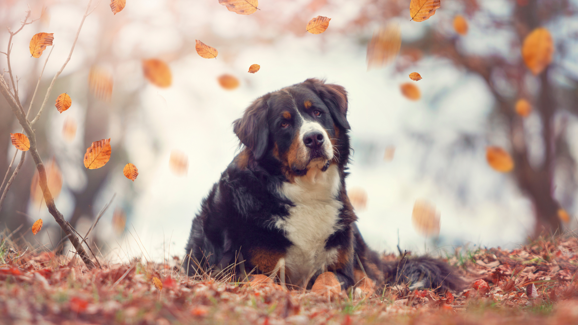8 consigli per il benessere del tuo cane anche durante il cambio di stagione!
