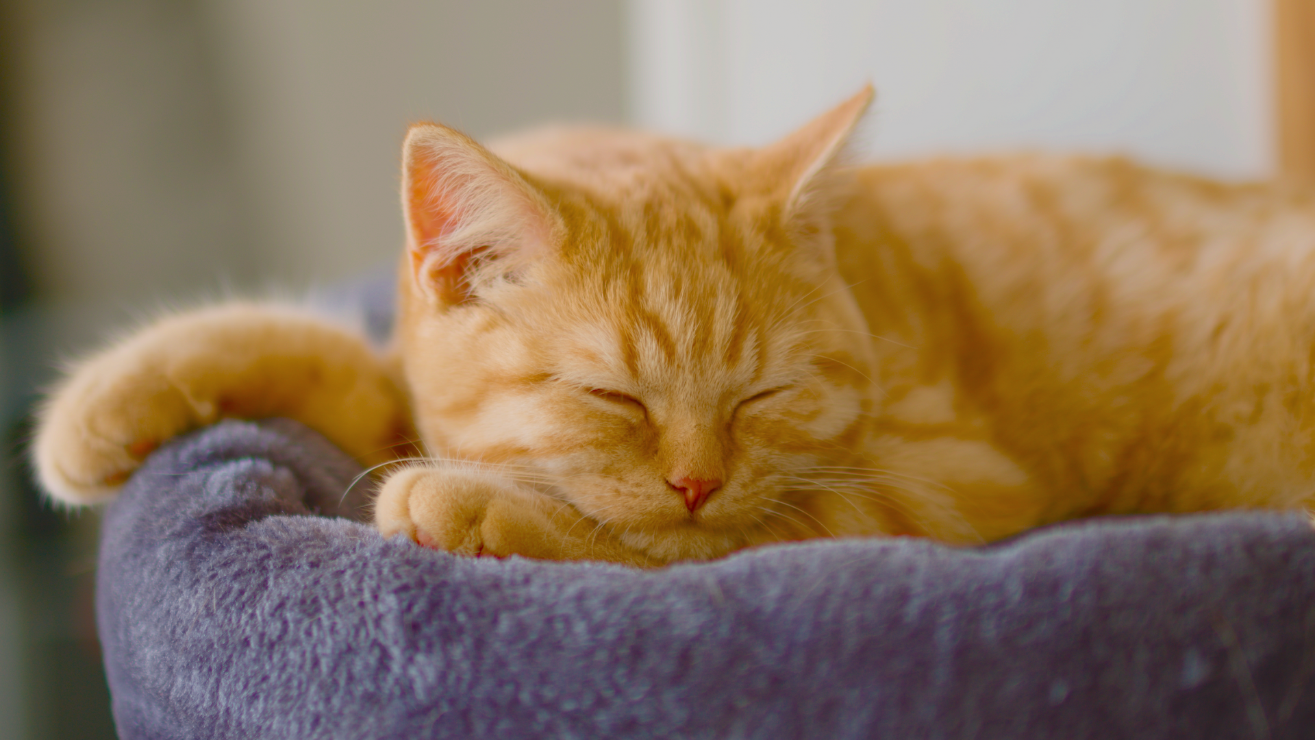 Come dorme il tuo micio? Il significato delle posizioni del gatto nel sonno!