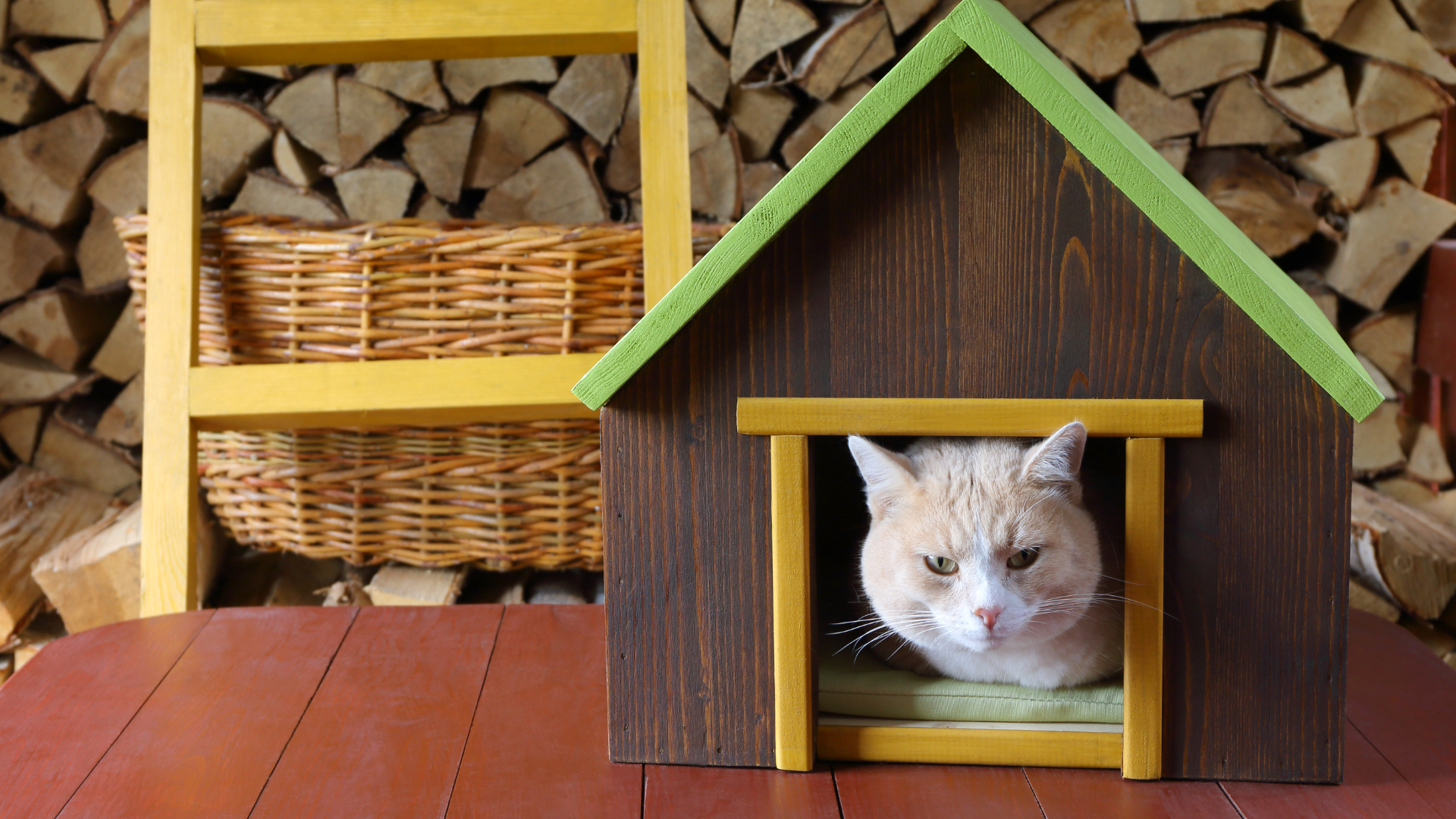 Una casa a prova di gatto
