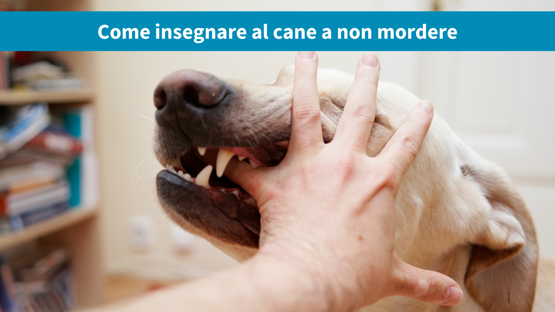 cane che morde come insegnargli a non farlo dottordog com